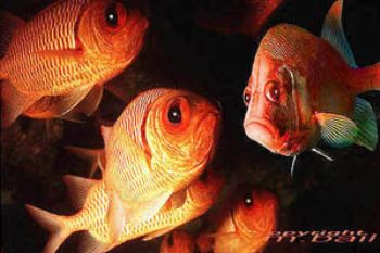 red sea - soldierfish and squirrelfish - Nik.RS - subtron... by Manfred Bail 